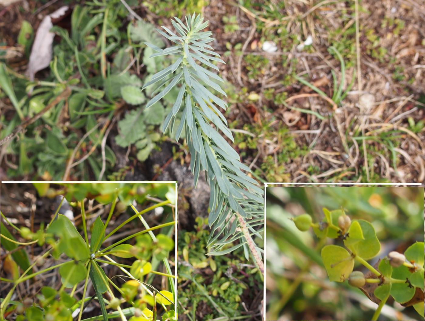 Spurge, Dwarf leaf